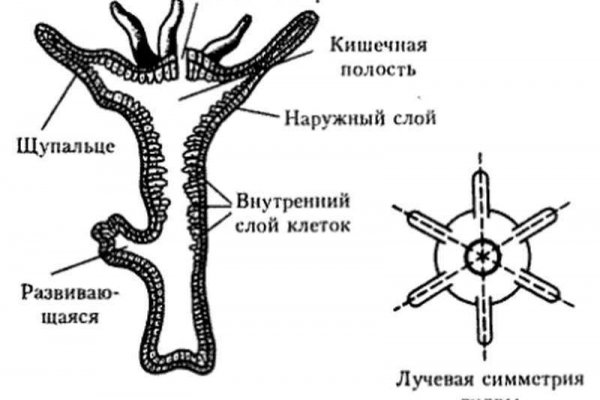 Кракен даркнет вход