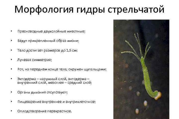 Что такое кракен тор
