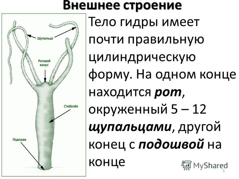 Кракен прямая ссылка